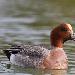 Canard siffleur