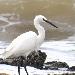 Aigrette des récifs