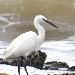 Aigrette des récifs