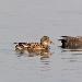 Canard chipeau