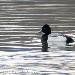 Fuligule à tête noire
