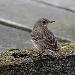 Pipit maritime