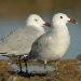 Go�land d'Audouin