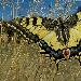 Machaon