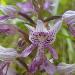 Orchis militaire