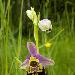 Ophrys frelon