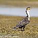 Cormoran  poitrine blanche