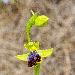Ophrys marbr