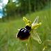 Ophrys petite araigne