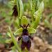 Ophrys mouche