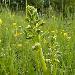 Orchis grenouille