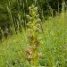 Orchis grenouille