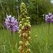 Orchis homme pendu