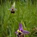 Ophrys frelon