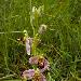 Ophrys abeille