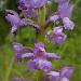 Orchis moucheron