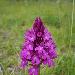 Orchis pyramidal