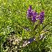 Orchis alpestre