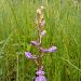 Orchis des marais