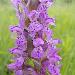 Orchis incarnat