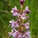 Orchis trs odorant
