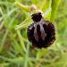 Ophrys de la Passion
