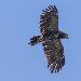Aigle pomarin