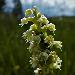 Orchis blanc