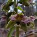 Epipactis  feuilles cartes