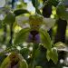 Epipactis  larges feuilles