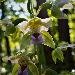 Epipactis  larges feuilles