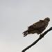 Buse variable
