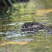Loutre commune