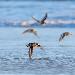 Bécasseau sanderling