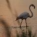 Flamant rose