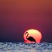 Flamant rose