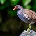 Gallinule poule-d'eau