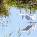 Grande Aigrette