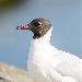 Mouette rieuse