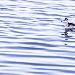 Phalarope à bec étroit