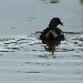 Gallinule poule-d'eau