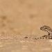 Gecko à écailles carénées d'Algérie