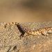 Gecko à écailles carénées d'Algérie