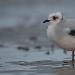 Mouette de Ross