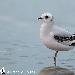 Mouette de Ross