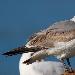 Mouette de Franklin