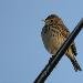 Pipit farlouse