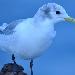 Mouette tridactyle