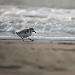 Bécasseau sanderling
