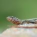 Lzard des murailles